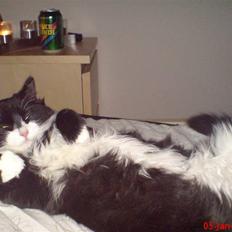 Blanding af racer Shaky(RIP)