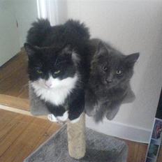 Blanding af racer Shaky(RIP)