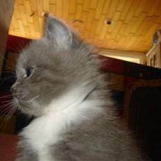 Blanding af racer Skodgaards Champ