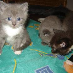 Blanding af racer Skodgaards Champ