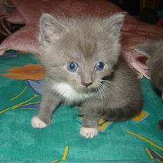 Blanding af racer Skodgaards Champ