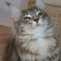 Maine Coon DK EverCatz Africa