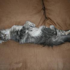 Maine Coon DK EverCatz Africa