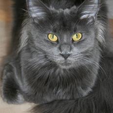 Maine Coon DK EverCatz's Asia