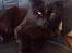 Blanding af racer Mowgli (ikke vores mere)