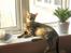 Bengal Bailey - Ligger og nyder solen...