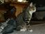 Huskat Oliver