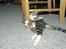 Huskat Oliver