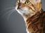Bengal Purfect Angel - Angel har blitt en stor dame