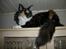 Maine Coon Coon Danica's Flashy - Flashy, 10 mdr