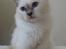 Hellig Birma RIP DK Quanti´s Daisy Day