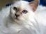 Hellig Birma RIP DK Quanti´s Daisy Day
