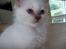 Hellig Birma RIP DK Quanti´s Daisy Day