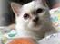 Hellig Birma RIP DK Quanti´s Daisy Day