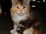 Maine Coon  Berta Bumble Bee P