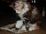 Maine Coon  Berta Bumble Bee P
