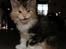 Maine Coon  Berta Bumble Bee P