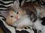 Maine Coon  Berta Bumble Bee P