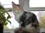 Maine Coon  Berta Bumble Bee P