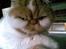 Exotic Bamse