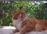 Maine Coon Olmocabe's Paladino - Paladino