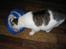 Huskat Mis