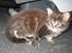 Maine Coon balbooms angelo