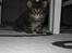Maine Coon balbooms angelo