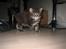 Maine Coon balbooms angelo