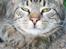 Blanding af racer Simba Halv Main coon. - Sikken en doven Katt !!