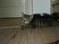 Blanding af racer Simba Halv Main coon. - De første par dage boede han på mit værelse for de tre andre katte skulle lige dufte til ham(: