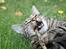 Blanding af racer Simba Halv Main coon. - spise en pind ! , du er skør simba <3
