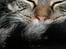 Blanding af racer Simba Halv Main coon. - Her ses den dejlige sove tryne Simba (: