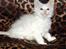 Maine Coon Lacoma