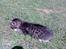 Huskat Tiger *RIP* - SHHH