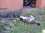 Huskat Tiger *RIP* - bliver ordnet af sin anden "storebror" snoopy