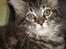 Maine Coon balbooms angelo