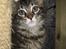 Maine Coon balbooms angelo
