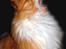 Maine Coon Garfield - sept.08