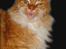 Maine Coon Garfield - aug.08