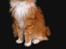 Maine Coon Garfield - aug.08