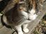 Huskat ¤Lille Mis¤