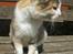 Huskat ¤Lille Mis¤