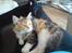 Maine Coon MissYa 03.05.
