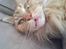 Maine Coon DK Brightcoons arcki