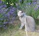 Russian Blue Wulfie