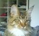 Maine Coon Dk Moviecoons honey bibi