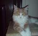 Maine Coon Ojo´s Crunch