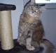 Maine Coon Ida