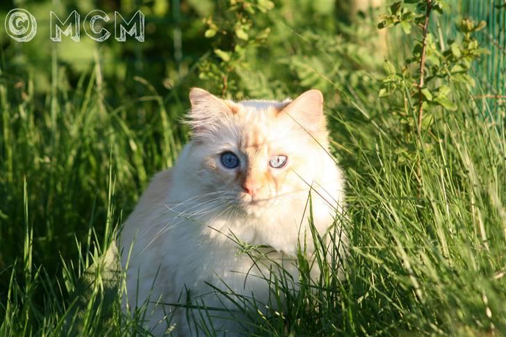 Ragdoll Sir Leo De Grance - Tiger! :) billede 19